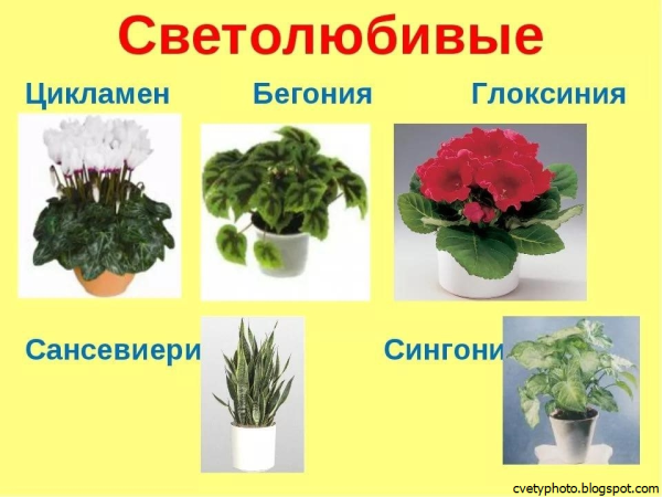 Светолюбивые комнатные растения