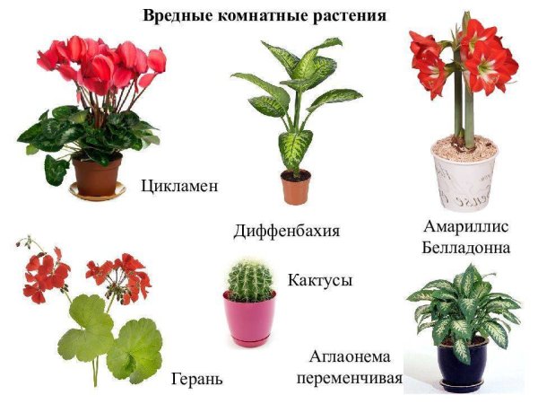 Комнатные цветы с названиями