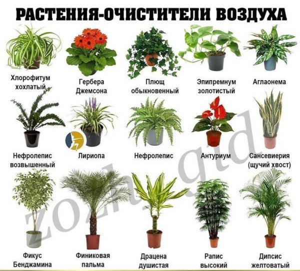 Комнатные растения названия