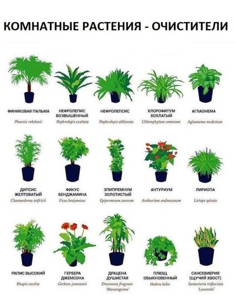 Каталог комнатных растений с фото и названиями на Glav-Dacha.ru
