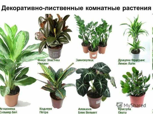 Нецветущие комнатные растения с названиями