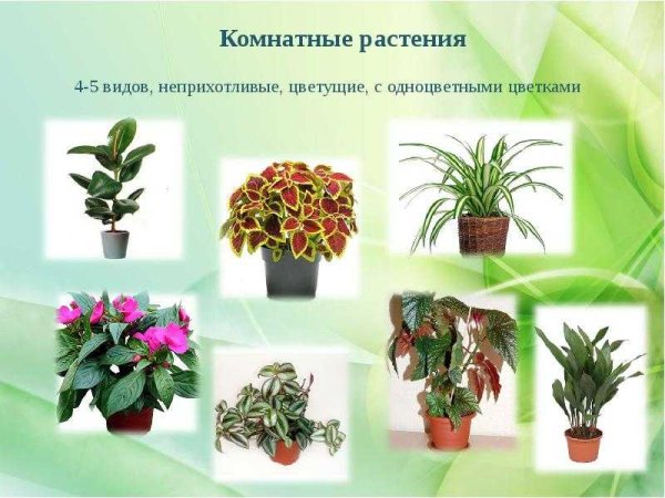 Комнатные цветы с названиями