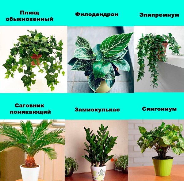 Комнатные растения названия