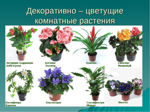 Декаративноцветущие растения