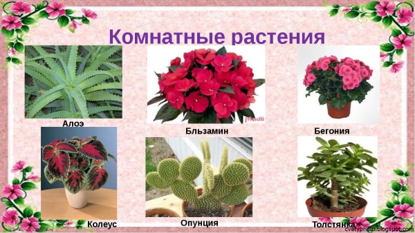 Комнатные цветы и их названия