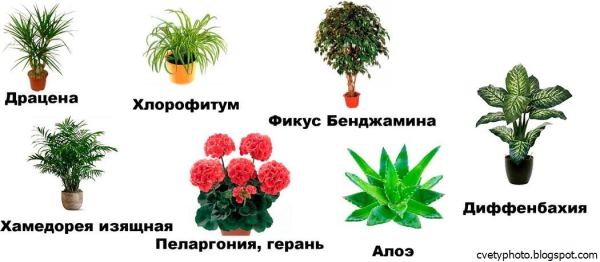 Комнатные растения и их названия