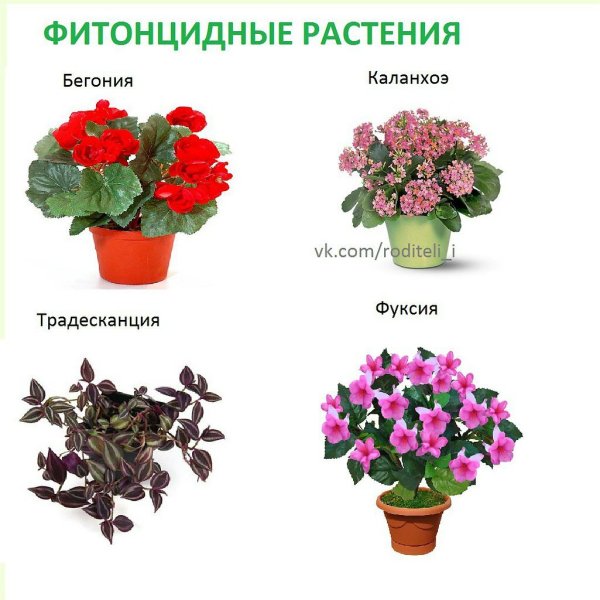 Комнатные растения наз