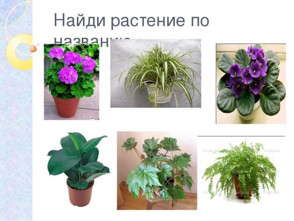 Комнатные растения названия