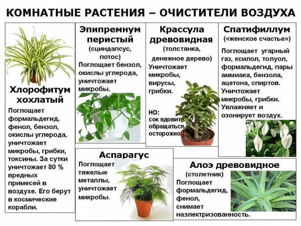 Самые полезные комнатные растения