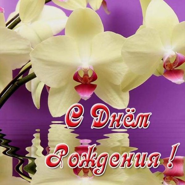 Открытки с днем рождения хризантемы
