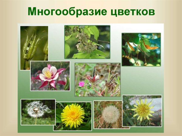 Разнообразие цветков у растений
