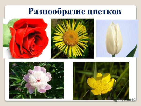 Разнообразие цветов