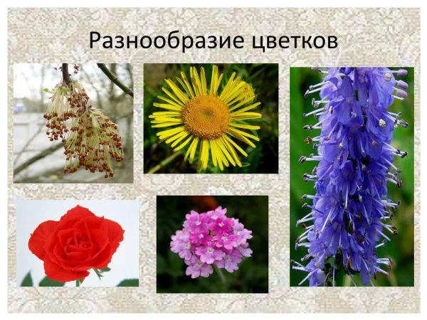Многообразие цветов