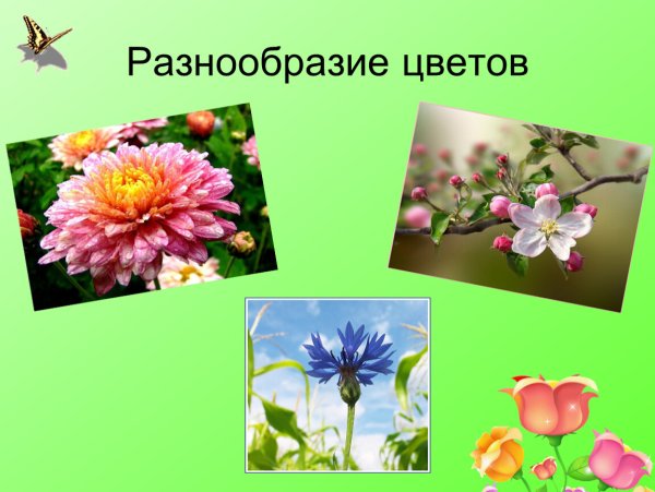 Многообразие цветов в природе