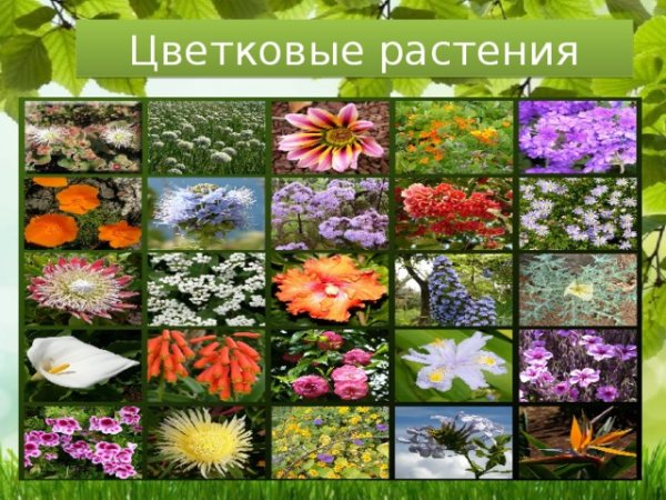 Летние цветы