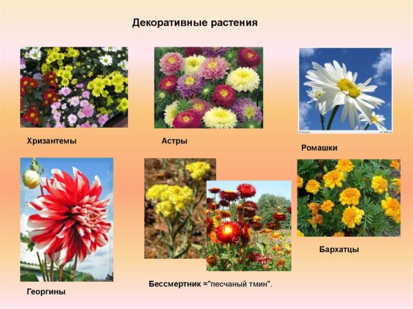 Разнообразие растений
