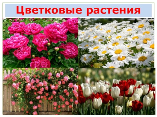 Поле цветов