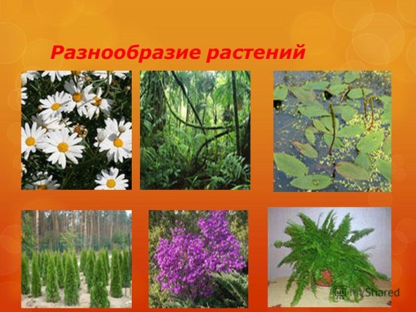 Двудольные цветковые растения