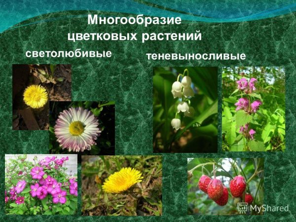 Луговые цветы