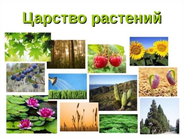 Озеро Текапо в новой Зеландии