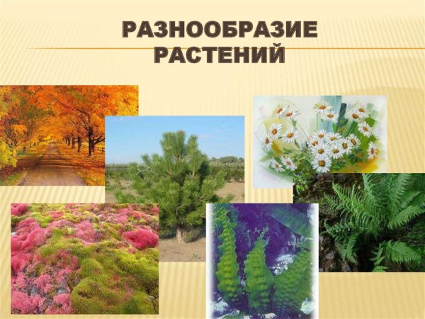 Зефирус цветок