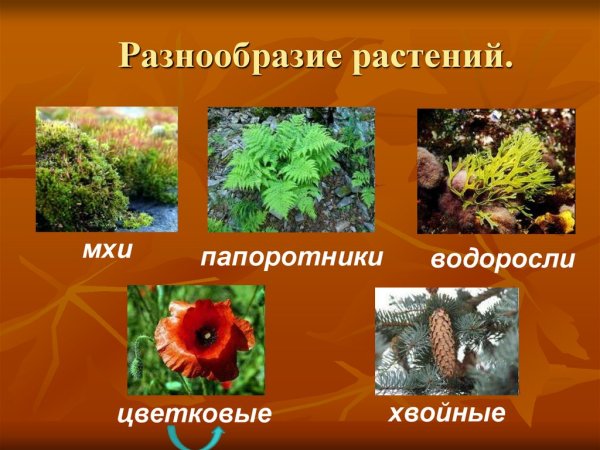 Миксбордеры Кекенхоф