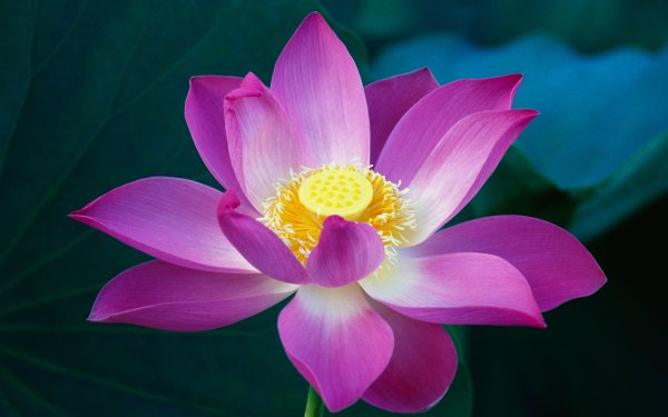 Космея – Pink Cosmos