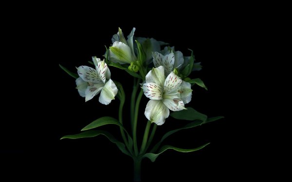 Magda Indigo