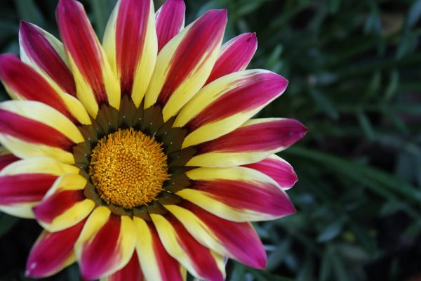 Газания Flower