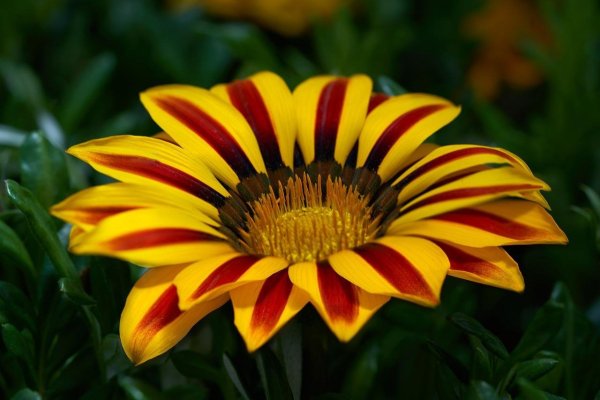 Gazania splendens