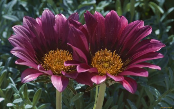 Gazania splendens
