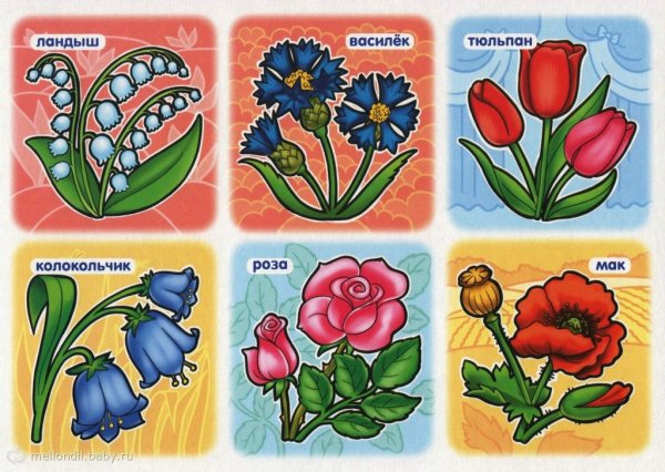 Цветы карточки для детей