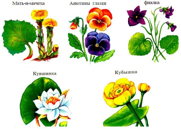 Растения занесенные в красную книгу рисунки