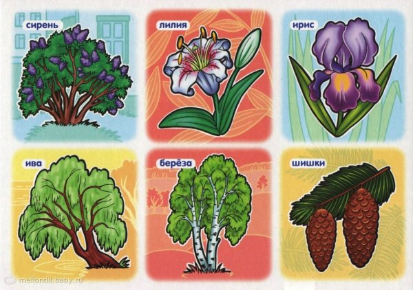 Карточки растения для детей