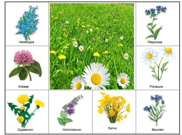 Травы для дошкольников