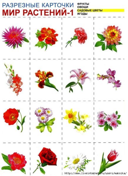 Карточки с изображением цветов