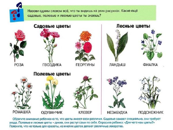 Цветы карточки для детей