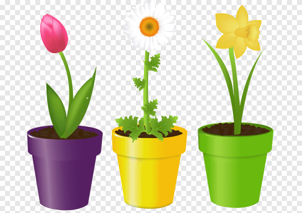 Растения для дошкольников