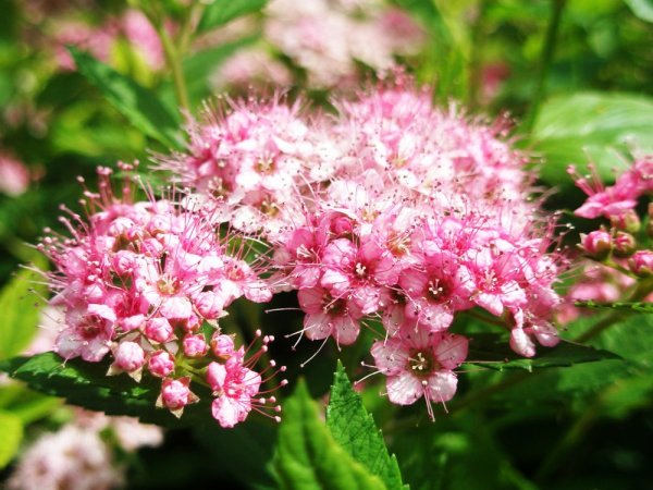 Спирея монгольская, Spiraea mongolica
