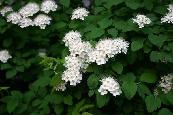 Спирея весеннецветущая