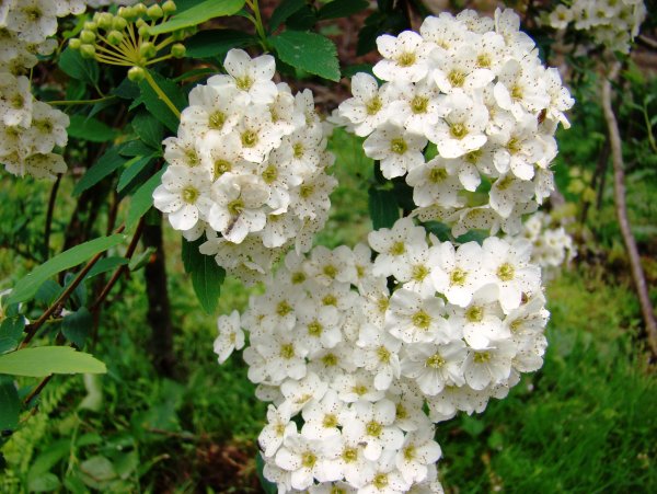 Спирея Вангутта (Spiraea vanhouttei)
