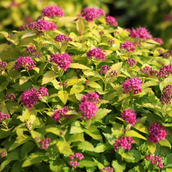 Спирея японская (Spiraea japonica)