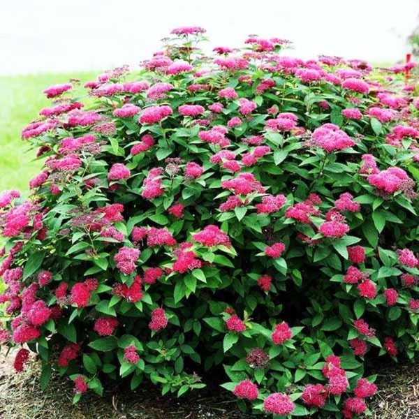 Спирея Ван-Гутта (Spiraea vanhouttei)