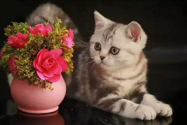 Спокойной ночи с цветами