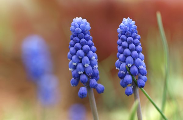 Мускари latifolium