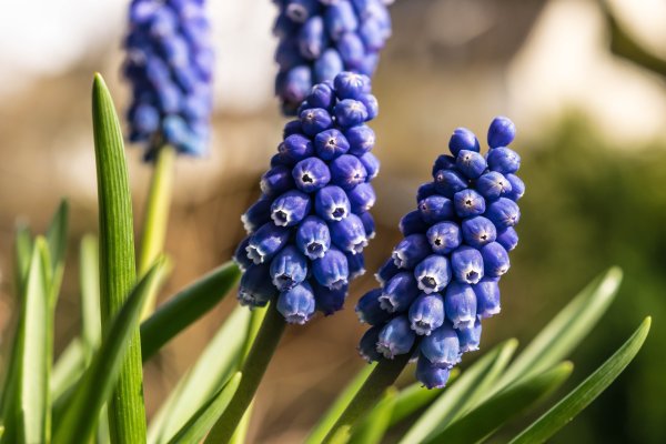 Мускари azureum