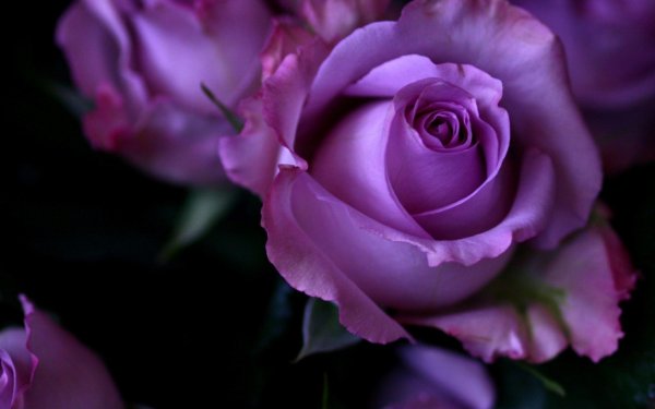 Роза Lilac Rose