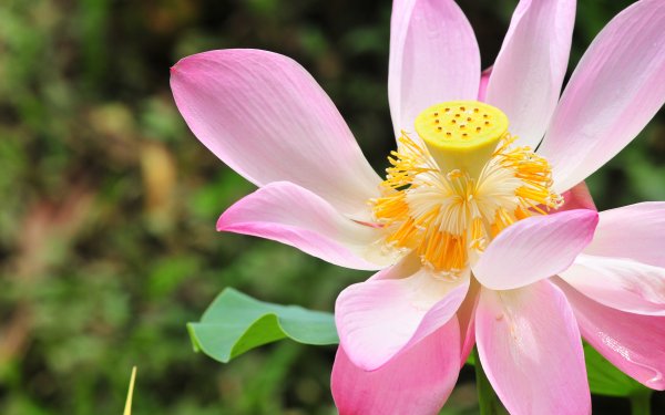 Green Lotus пион