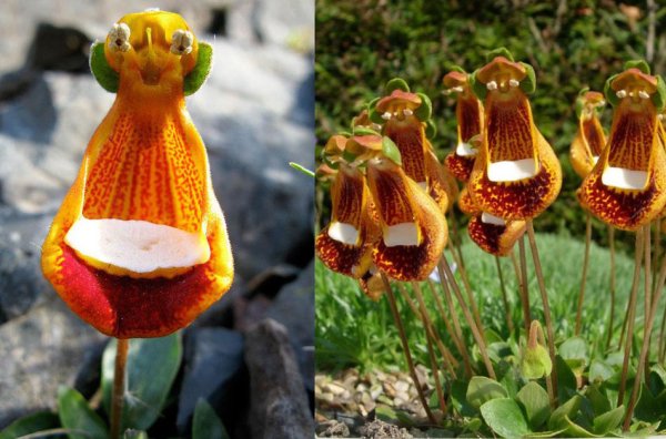 Кальцеолярия uniflora