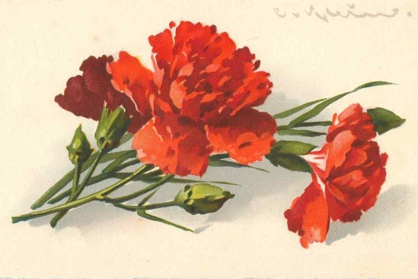 Катарина Кляйн гвоздики
